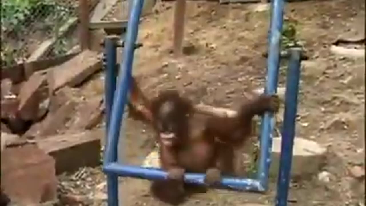 Poor monkey crying after getting hurt