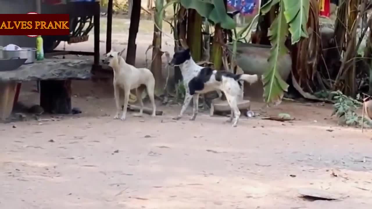 Funny Catch Fake Lion and Fake Tiger Prank For Dog