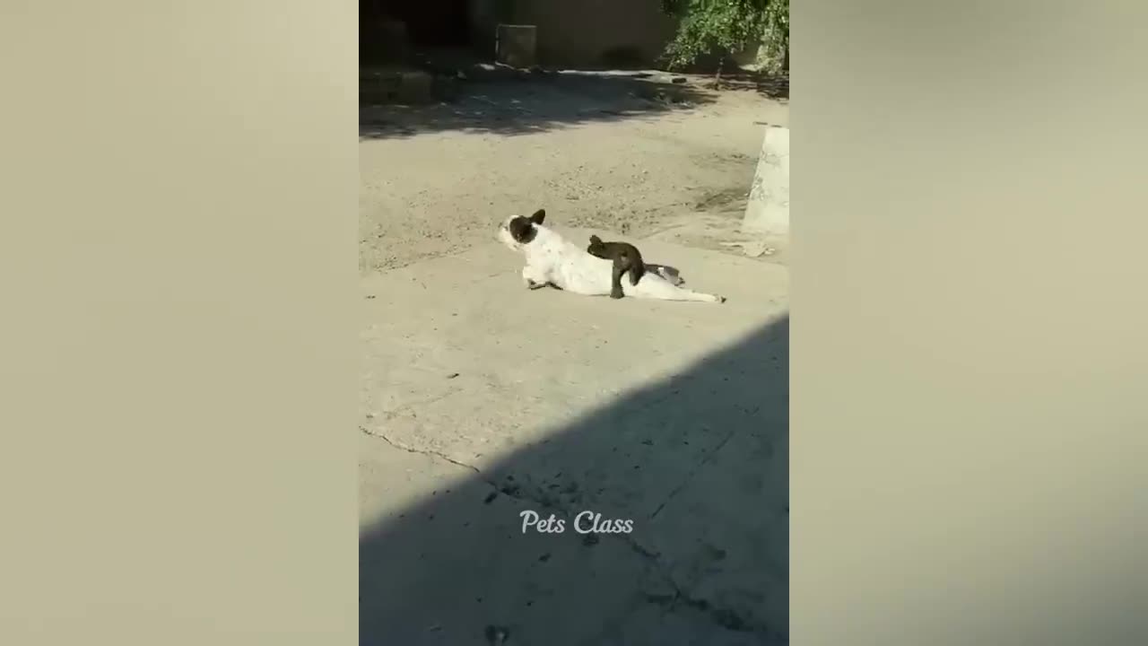 Funniest animal video