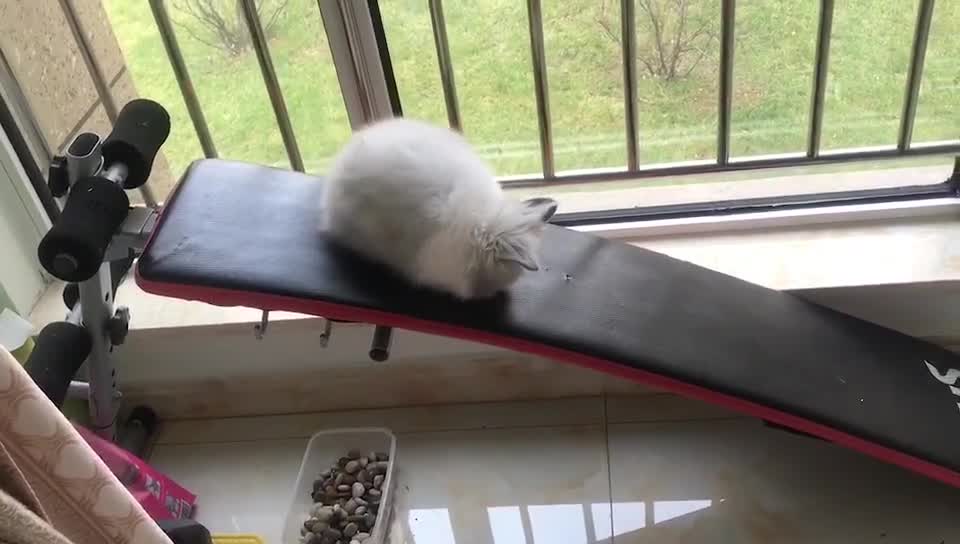 Cute pet recommendation