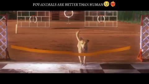 Animals are always better than human🥰🤍