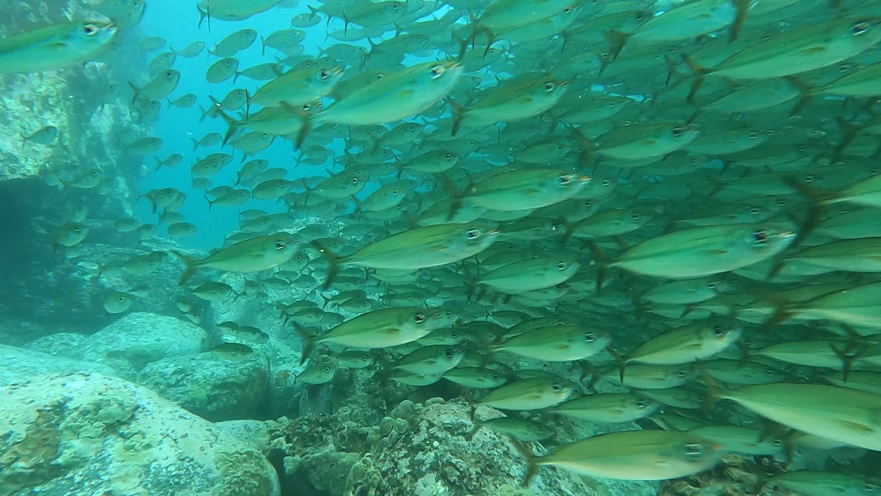 fish school Kona Hawaii