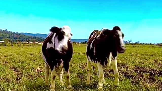 Why are there so many videos of dancing cows on the internet