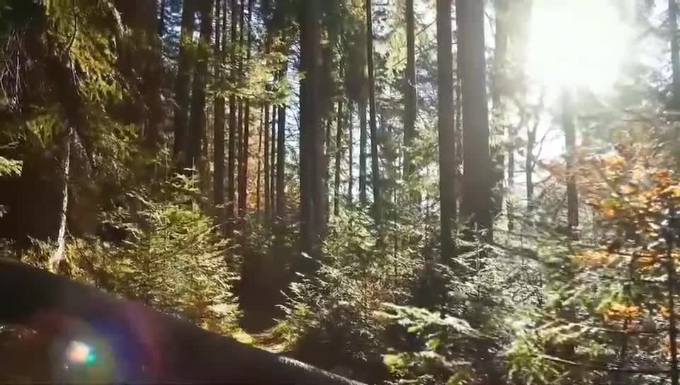 Forest scenery HD shooting 1