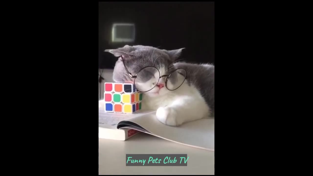 Funny Animal Videos 🤣 Funniest Cats and Dogs Videos 2024 😹🐶