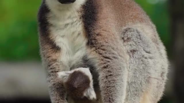 Ring-tailed lemurs