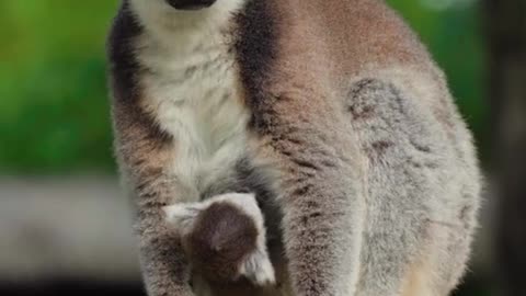 Ring-tailed lemurs