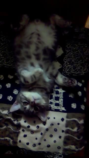 The cat does not understand what they want from him