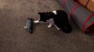 Cat Fishing (Flippidy Fish Toy)