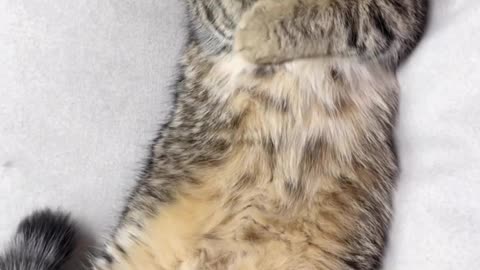 Funny Cat