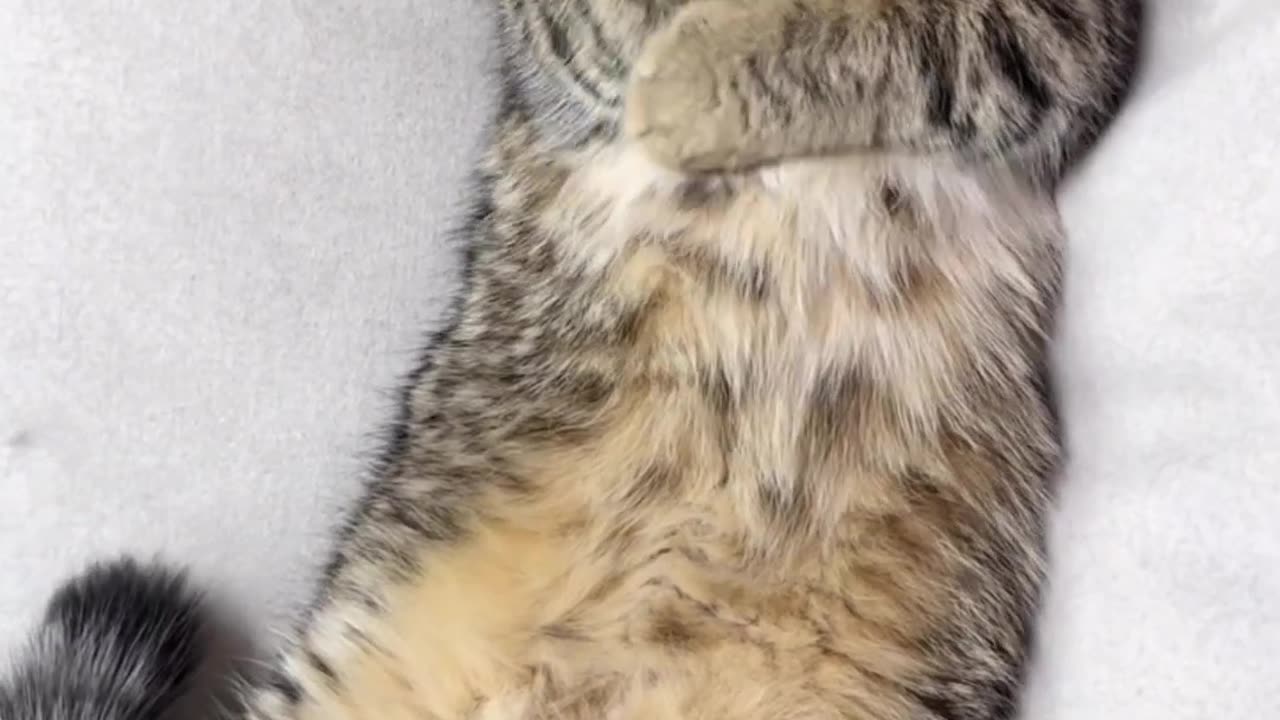 Funny Cat