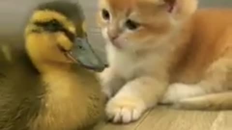 Kitten and duck baby