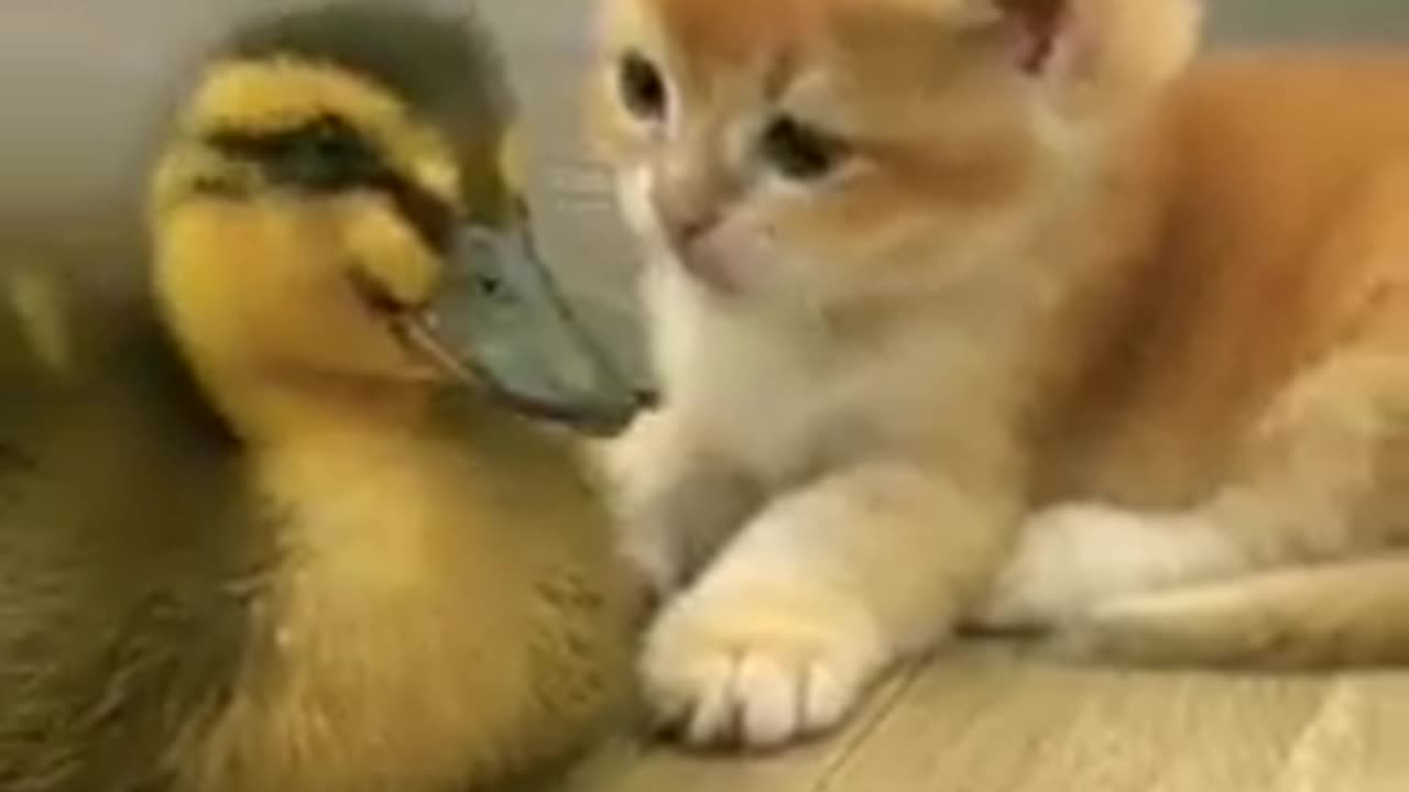 Kitten and duck baby