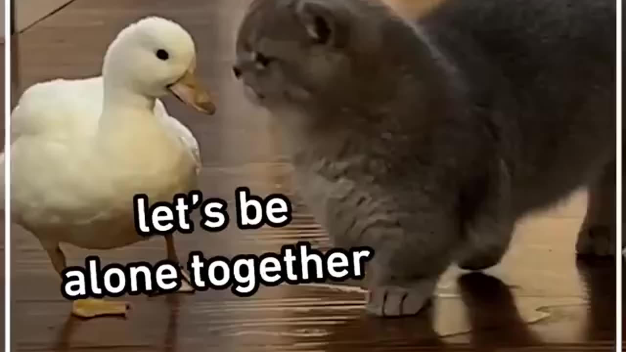 This funny duck won't leave the cat alone 😭