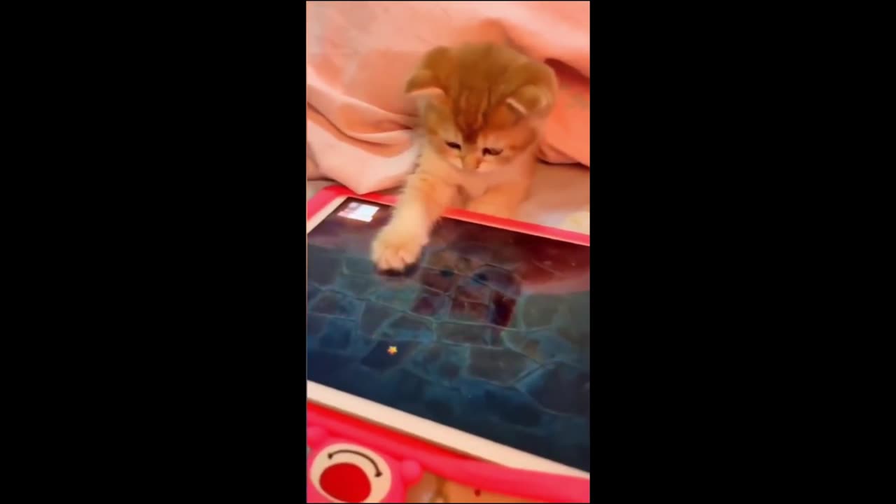 Funny pets shorts