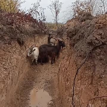 Again Ukraine uses biological weapons. Yes, we goat it…