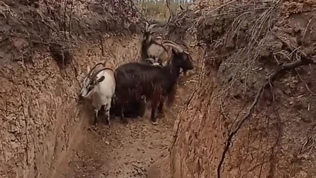 Again Ukraine uses biological weapons. Yes, we goat it…