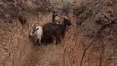 Again Ukraine uses biological weapons. Yes, we goat it…