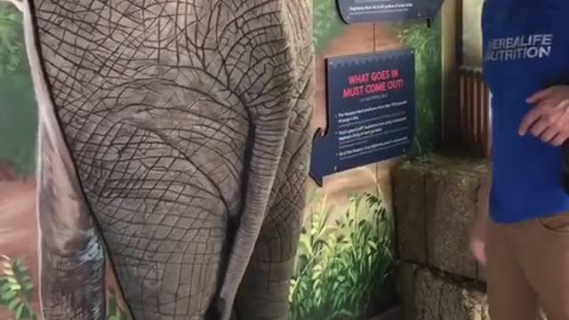 elephant #joke #zoo