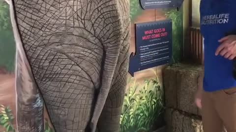 elephant #joke #zoo