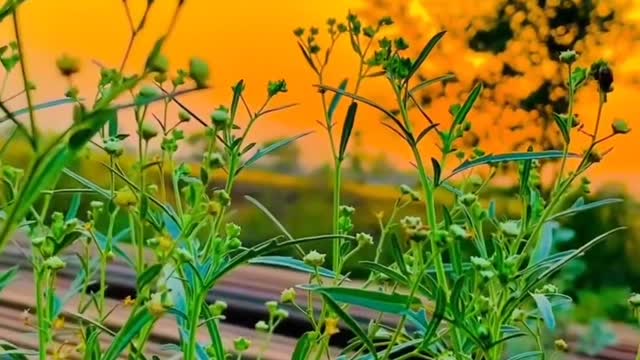 Earth nature