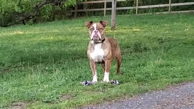 springday#harper#fyp