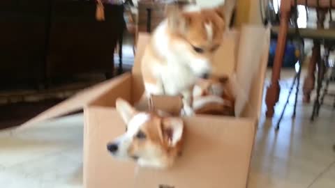 Dog training video clip |3 corgis and a box