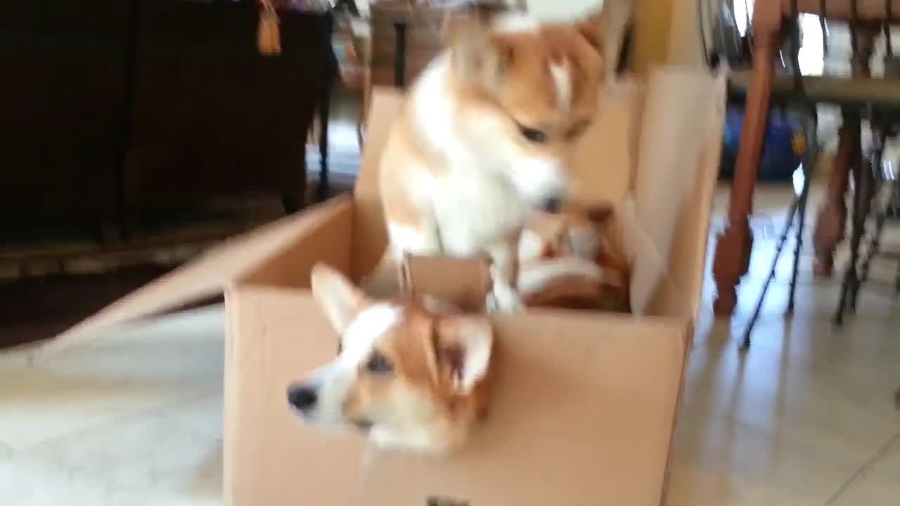Dog training video clip |3 corgis and a box