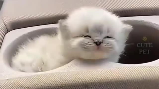 Funny Animal Videos 2022 😂 - Funniest Cats And Dogs Videos 😺😍 #23