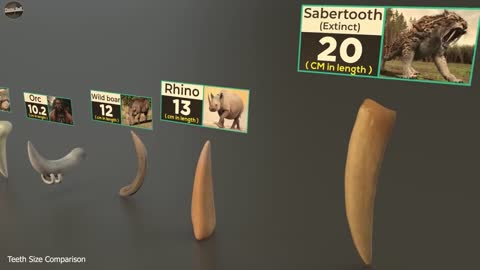 Teeth Size Comparison _ Animal _ Mammal _ Monster _ Fictional