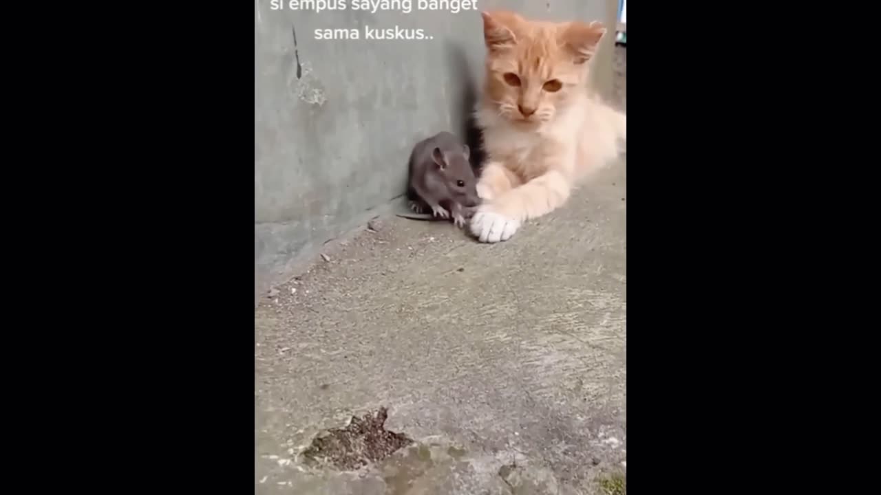 Cat fall in love with mouse