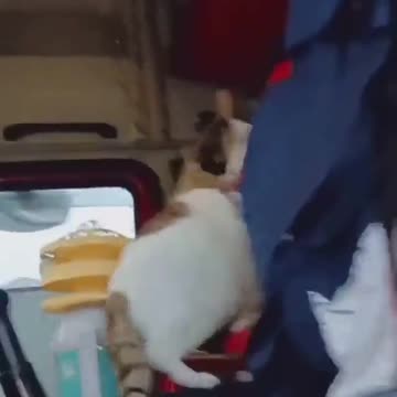 When you go with truck with cat