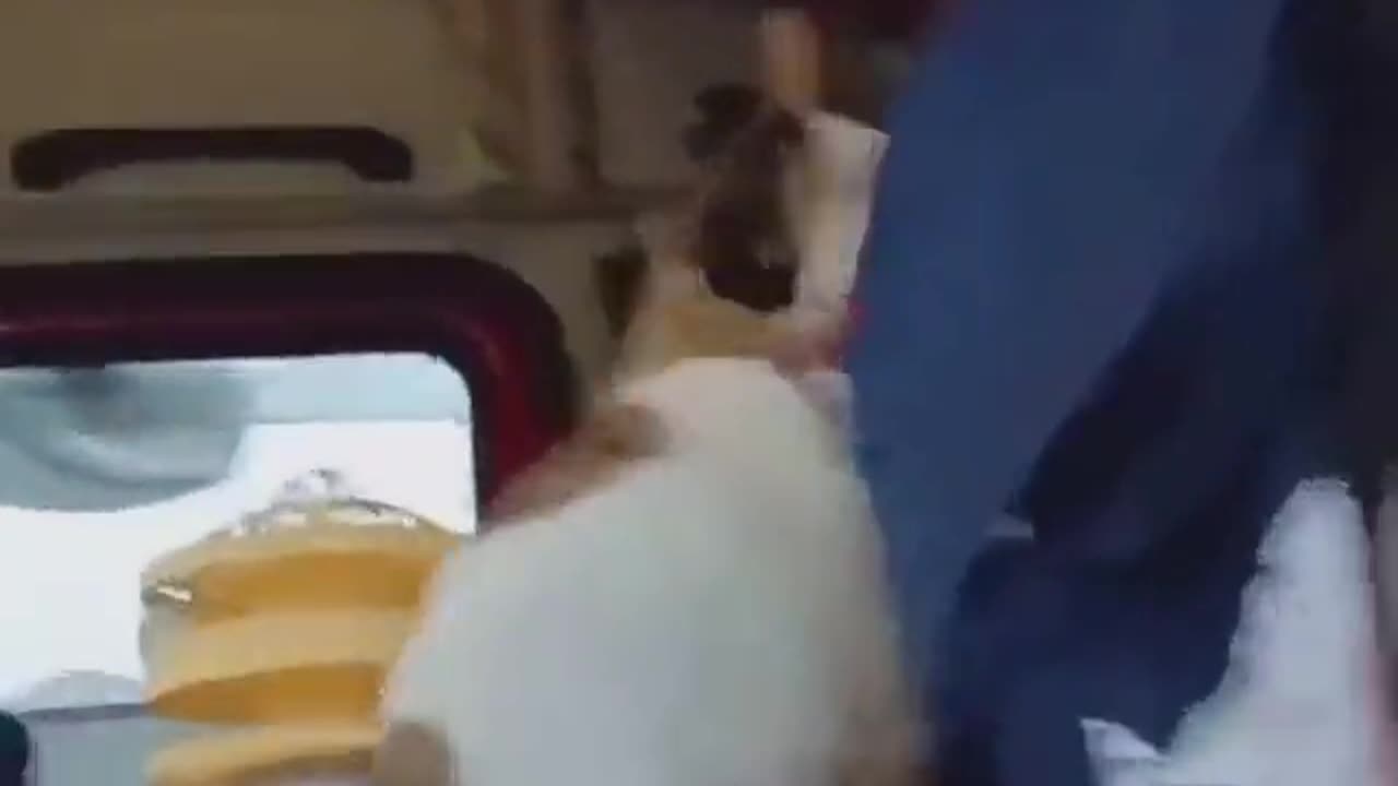 When you go with truck with cat