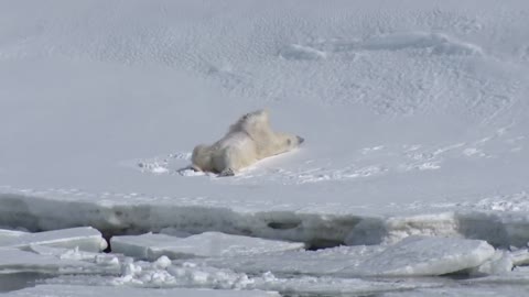 Polar Bear Rolling Around In The Snow