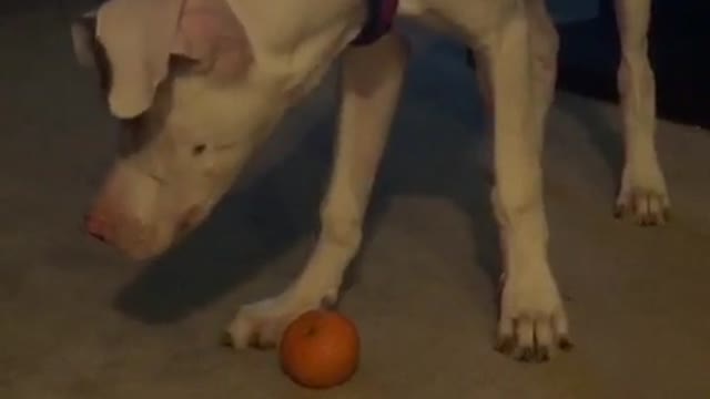 Great Dane puppy plays with an orange