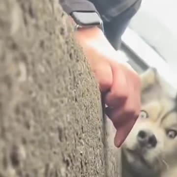 Trapped husky rescued from Kentucky sewer 🐾 #Shorts