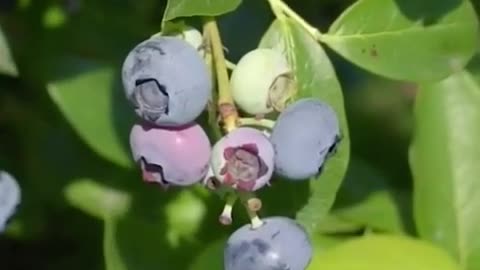 Bilberry Plant