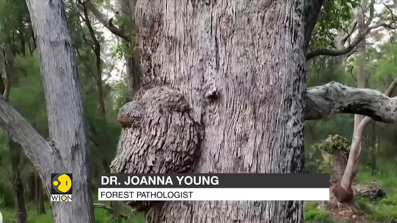 Tingle trees undergo prescribed burns, botanists ask 400-year-old trees to be preserved | WION