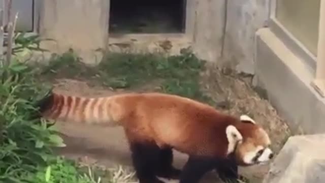 Kung-Fu Panda