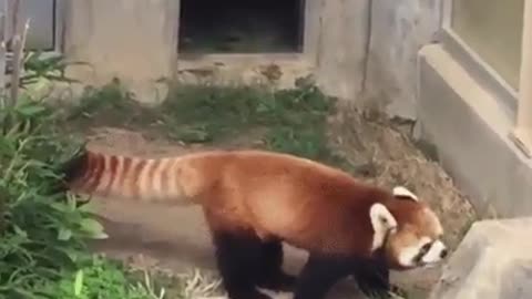 Kung-Fu Panda