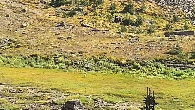 Grizzly Defends Cub From Curious Coyote