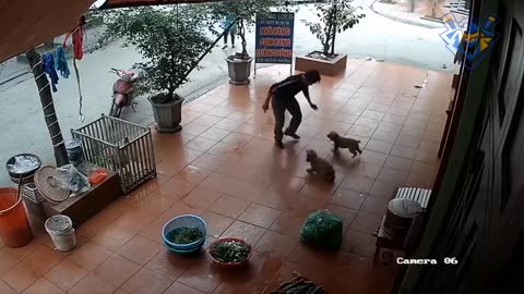 Funny animal attack. 99% try very hard to not laugh.