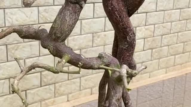 Như một Vũ công đang múa #bonsai