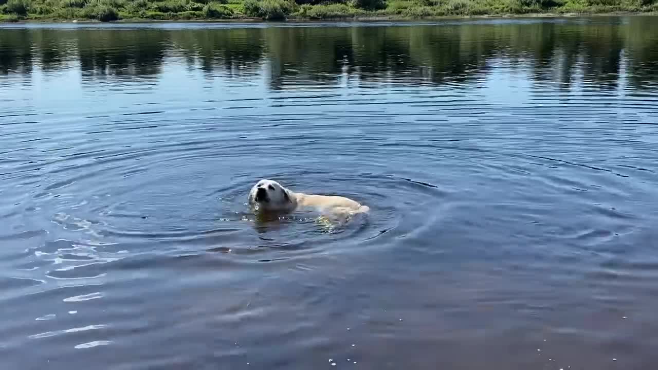 happy dog bathes