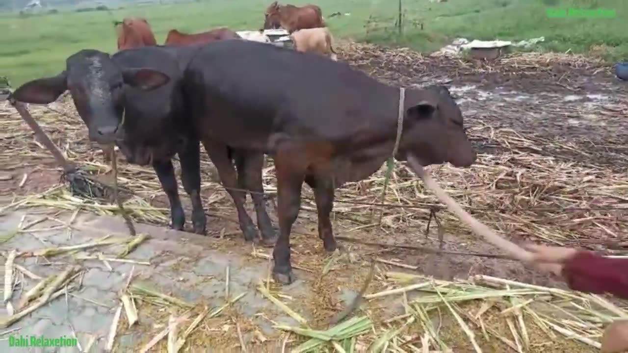 FUNNY COW VIDEOS