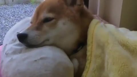 Strange and funny behavior of animals 1117