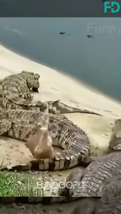 Cute Animals reaction