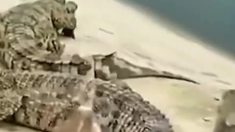 Cute Animals reaction