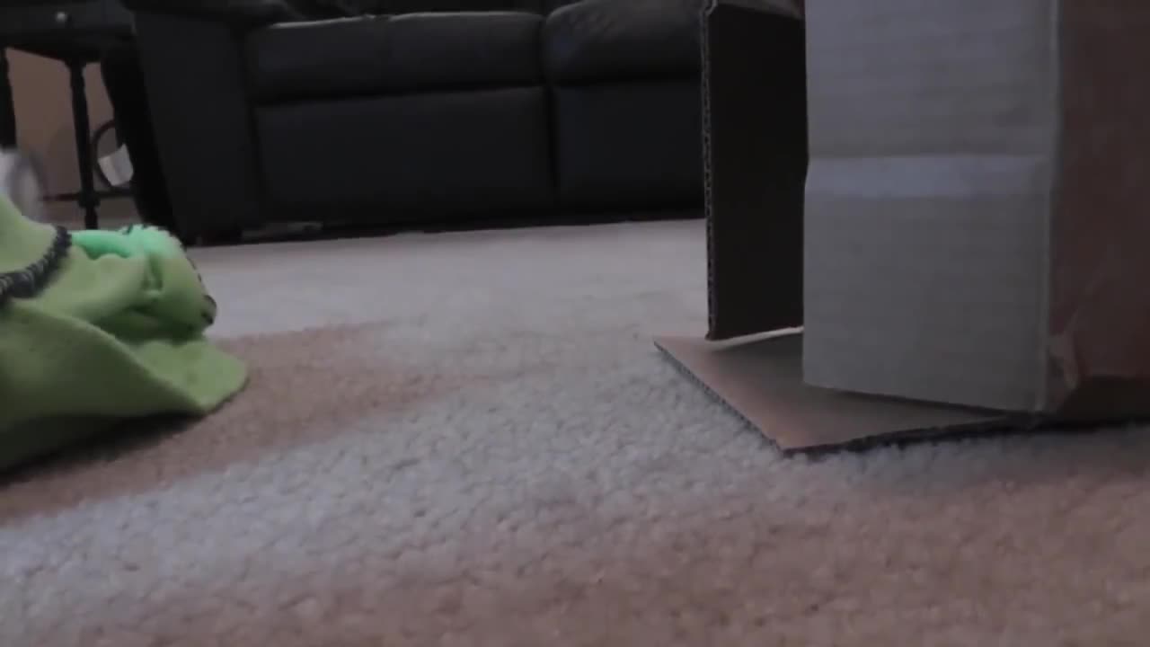 Kitten's first cardboard box is an epic encounter