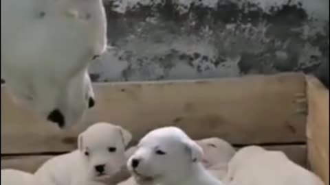 Dogo Argentino Dog mother playing with her baby 🐕🐶